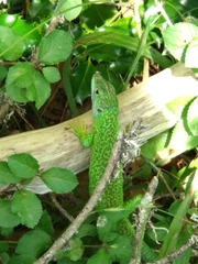 Lacerta viridis viridis