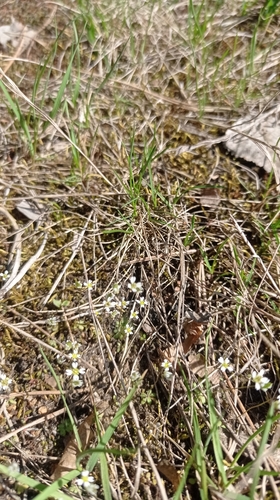 Наблюдение на iNaturalist