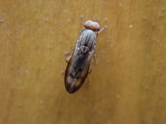 Opomyzidae