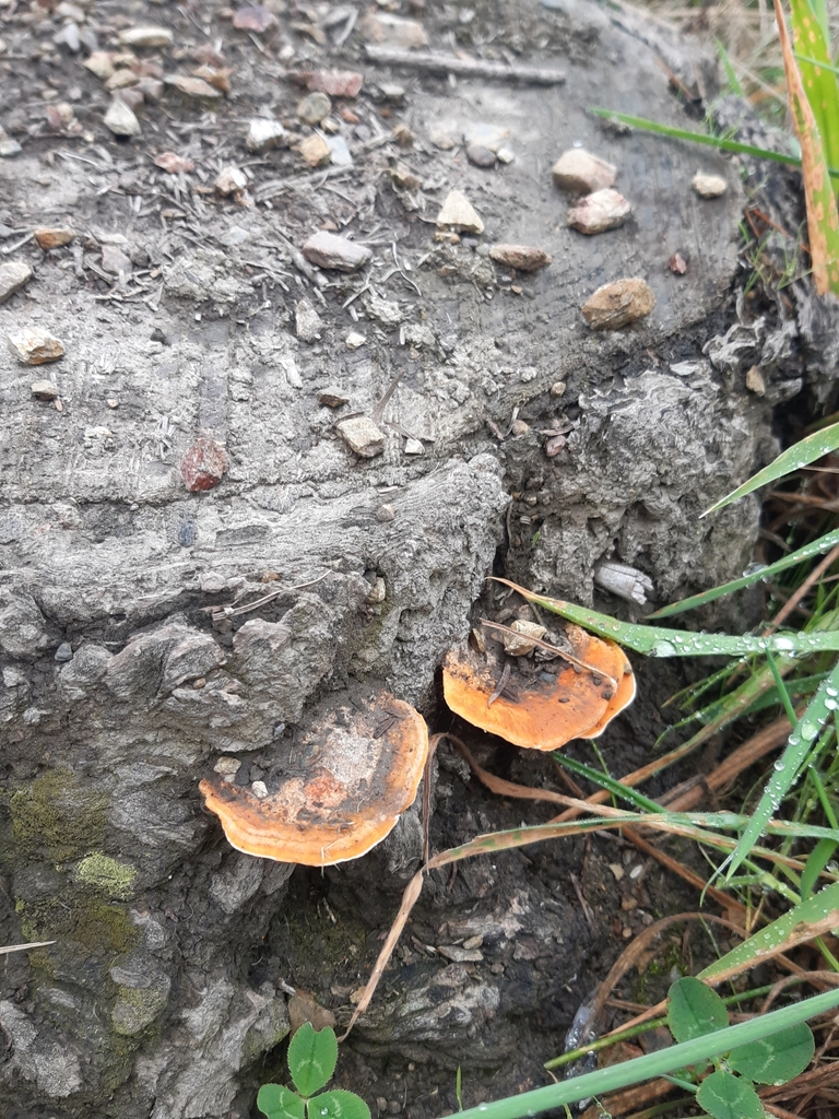 Trametes coccinea · April 2025 · photo: © georgecox (iNaturalist, cc0)