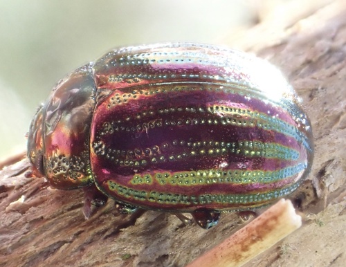 Rosemary beetle