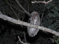Otus rutilus