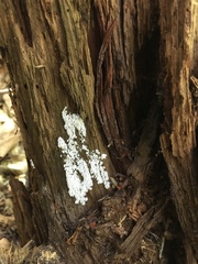 Ceratiomyxa fruticulosa fruticulosa