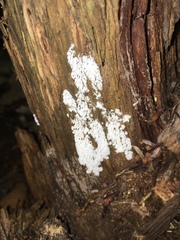 Ceratiomyxa fruticulosa fruticulosa