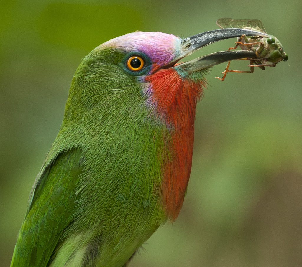 Bearded Bee-eaters
