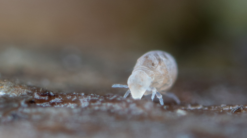 Zelandothorax novaezealandiae