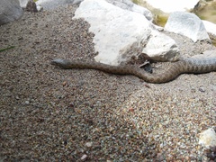 Thamnophis unilabialis