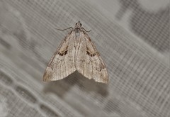 Aplocera praeformata