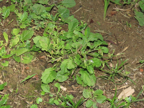 Mazus tainanensis (Mazus tainanensis)