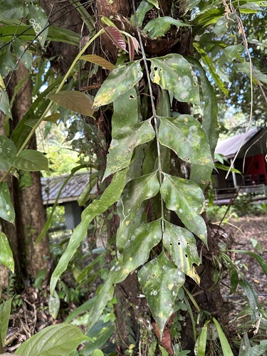Asplenium macrophyllum observed 2025-04-20