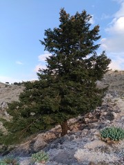 Abies cephalonica