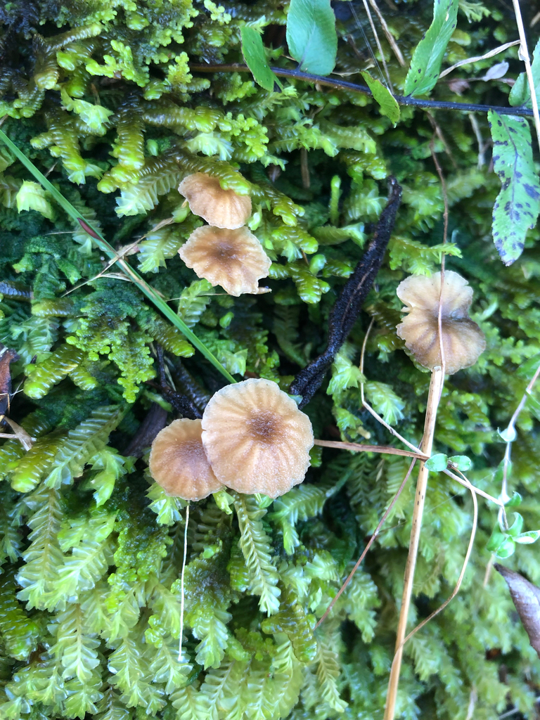 Omphalina colensoi