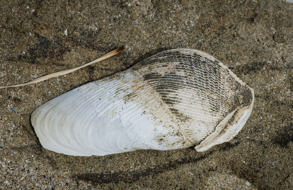Pilsbry piddock