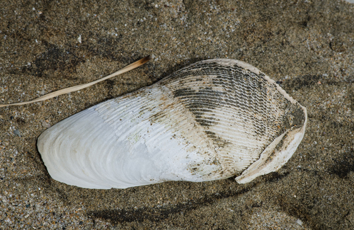 Pilsbry piddock