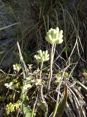 Sedum pachyphyllum