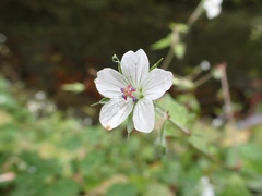 Geranium wilfordii