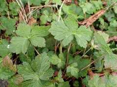 Geranium wilfordii