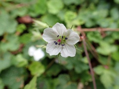 Geranium wilfordii