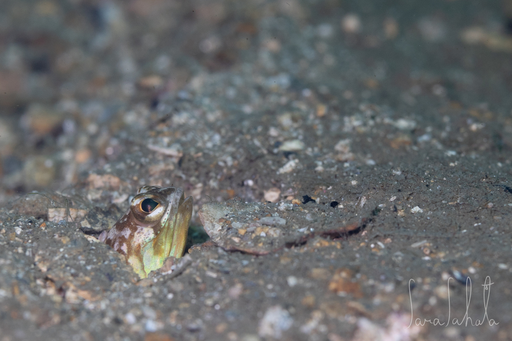 Iyo Jawfish