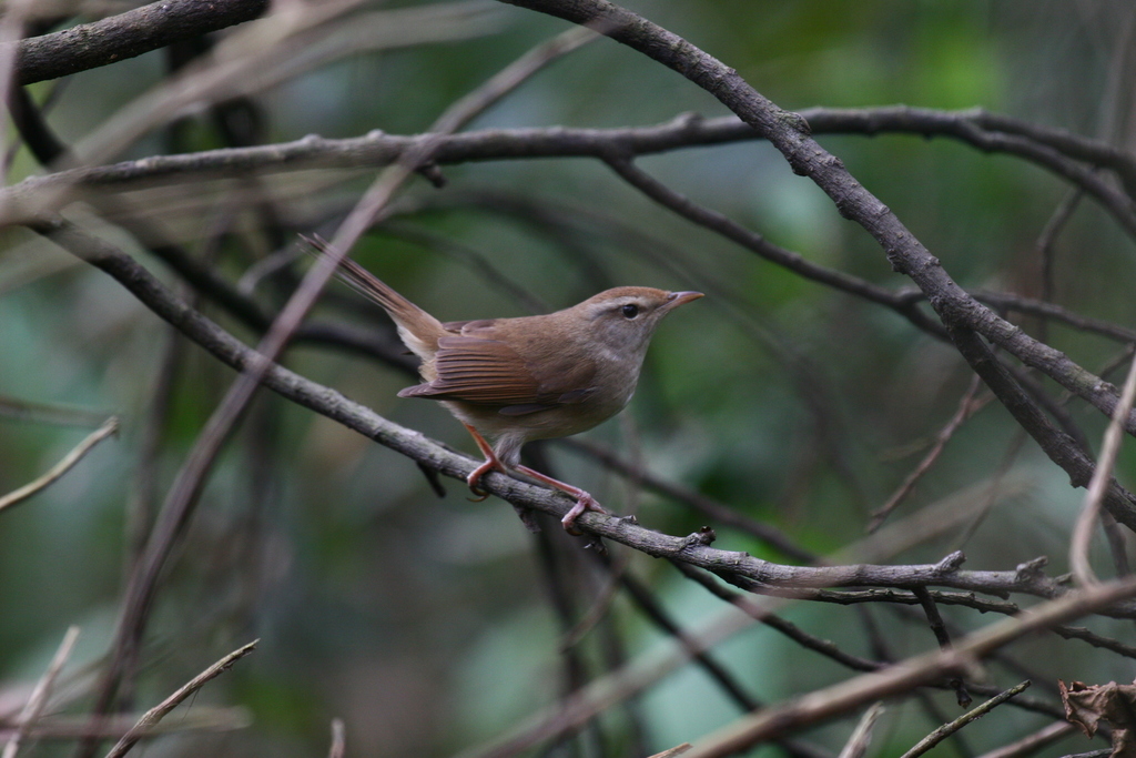 Manchurian Bush Warbler photo