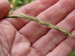 Elymus glaucus glaucus