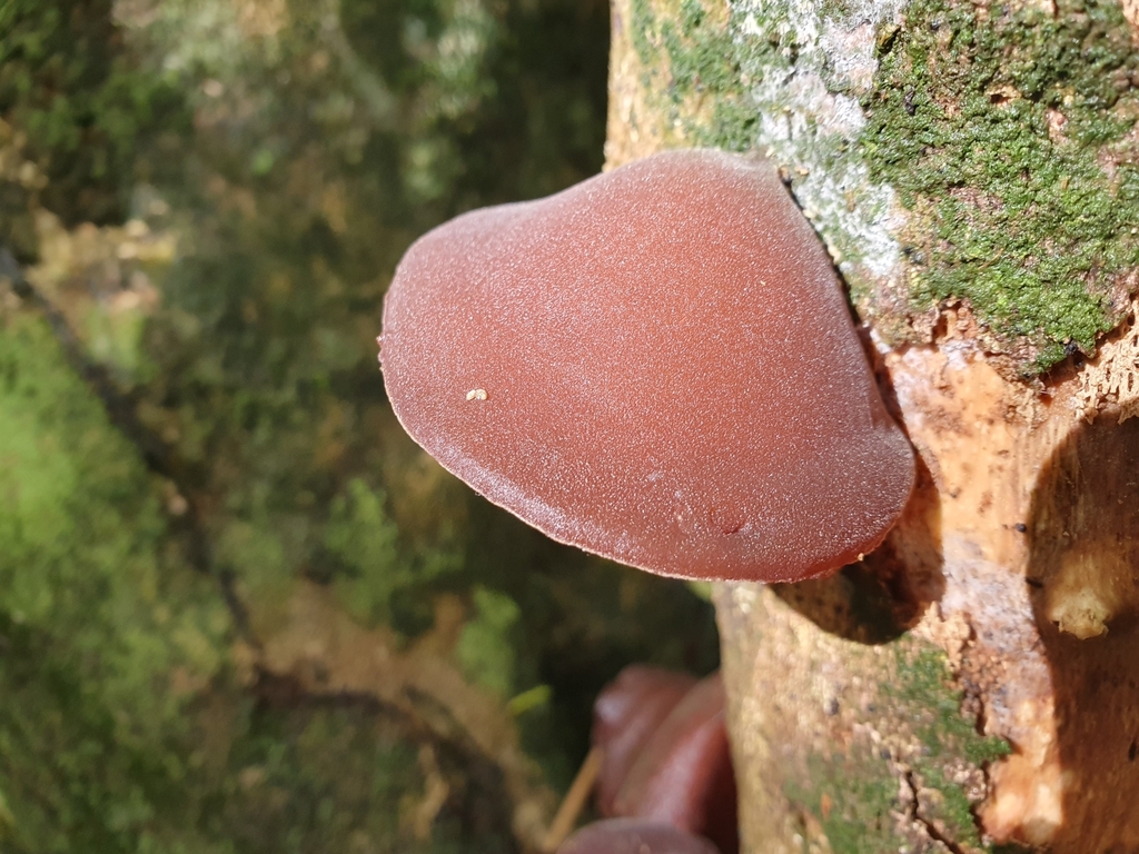 Auricularia cornea · April 2025 · photo: © corli (iNaturalist, cc-by)