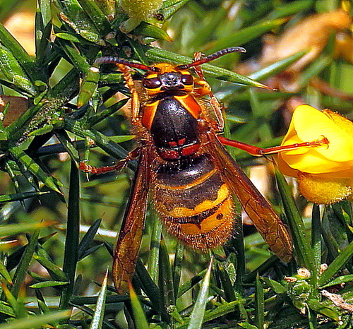 Median Wasp photo 3