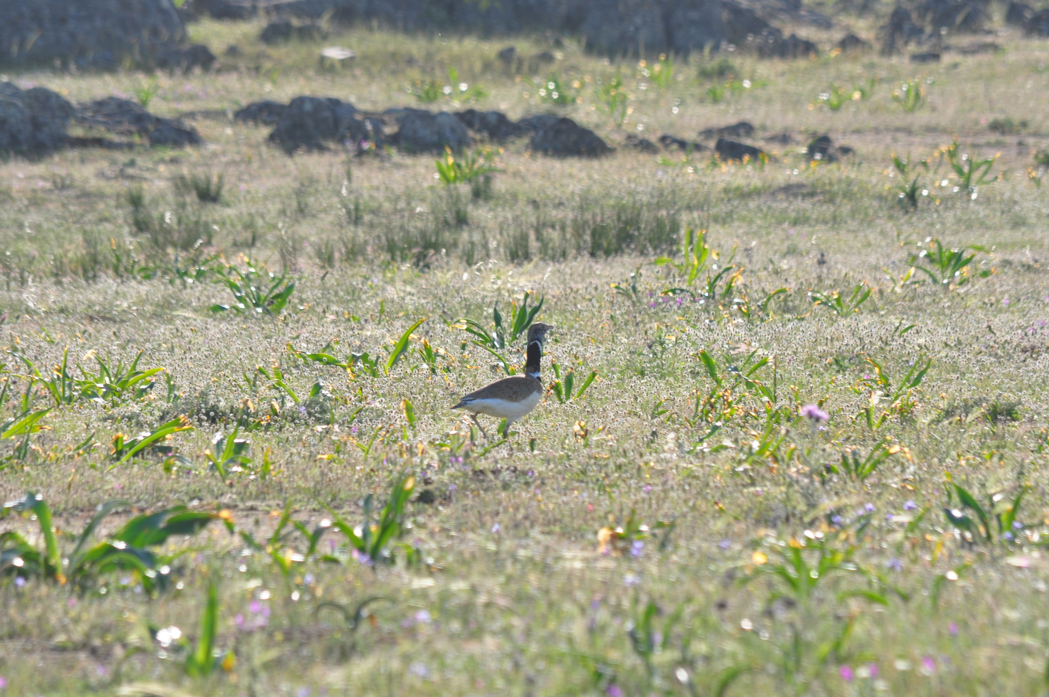 Little Bustard