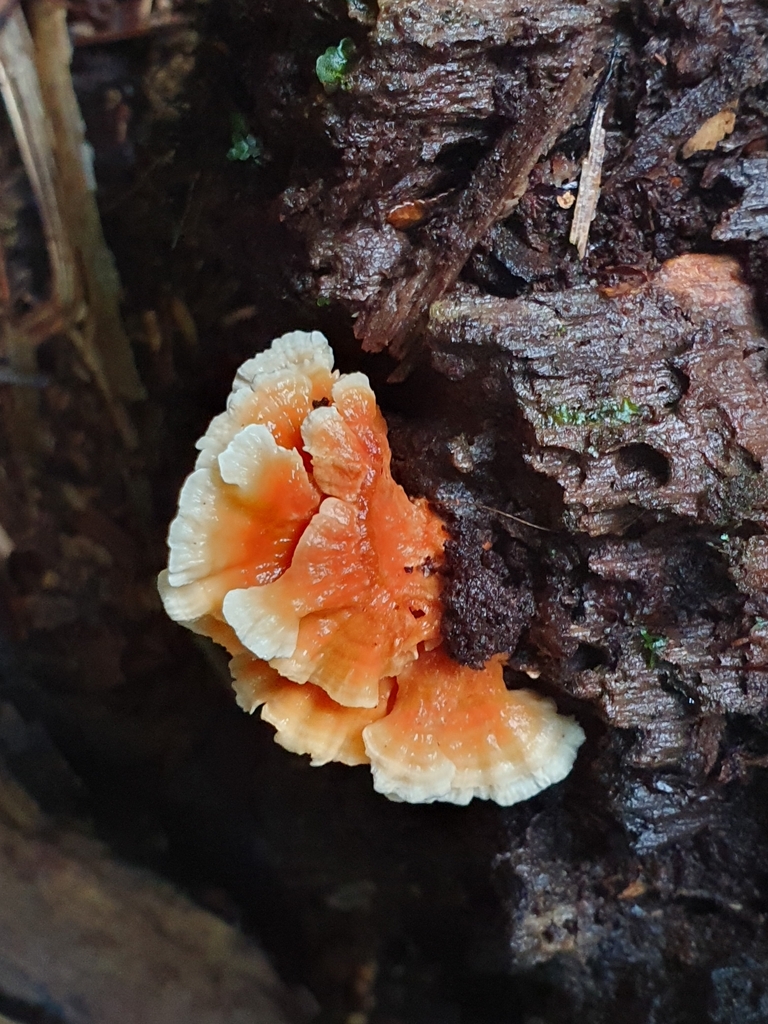 Cerrena zonata · April 2025 · photo: © corli (iNaturalist, cc-by)