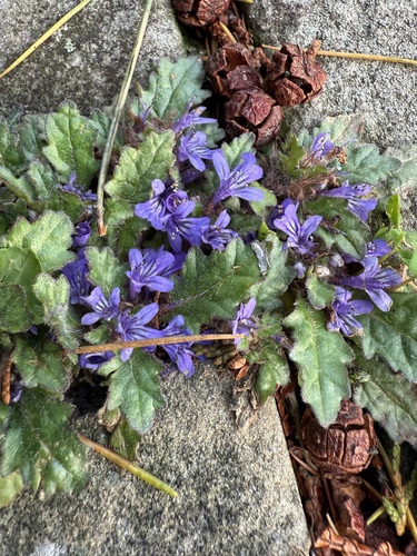 Ajuga decumbens iNat (2)