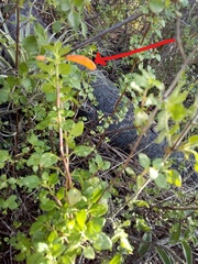 Clinopodium mexicanum