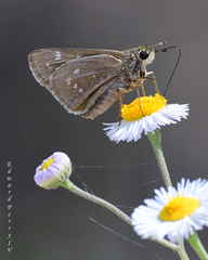 Hesperia attalus slossonae