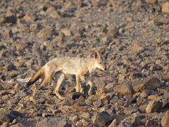 African Golden Wolf photo 5