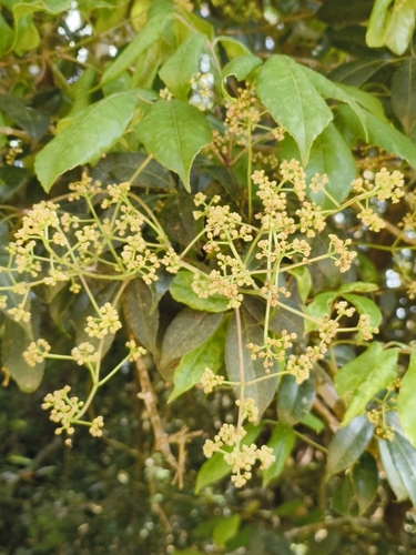 Turpinia malabarica observed 2025-04-20