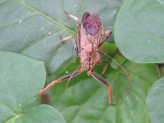Arilus carinatus