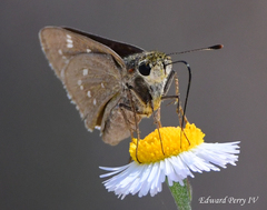 Hesperia attalus slossonae