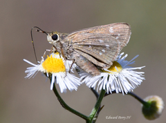 Hesperia attalus slossonae