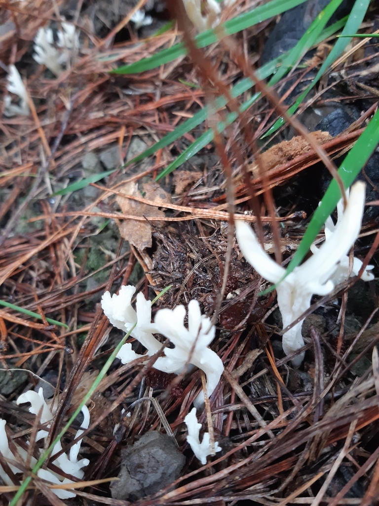 Clavulina rugosa · April 2025 · photo: © georgecox (iNaturalist, cc0)