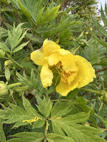 Tibetan tree peony (Paeonia ludlowii)