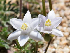 Muilla coronata
