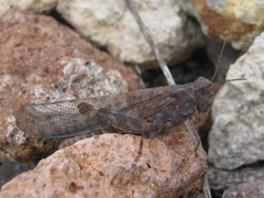 Circotettix undulatus