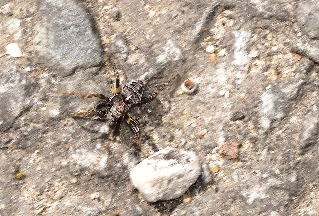 Two-tubercled Orb-web