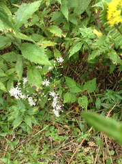 Eurybia spectabilis