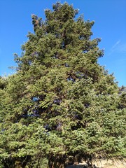 Abies cephalonica