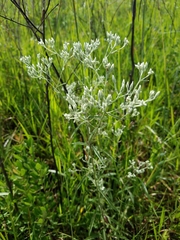 Eupatorium leucolepis