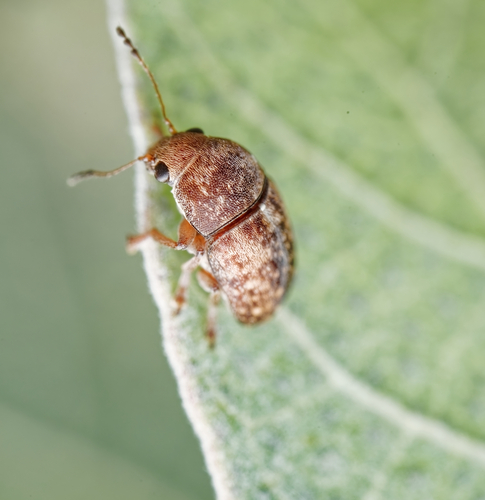 Araecerus observed 2025-04-19