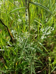 Eupatorium leucolepis