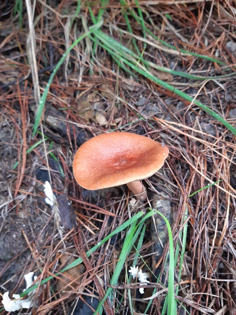 Lactarius rufus · April 2025 · photo: © georgecox (iNaturalist, cc0)