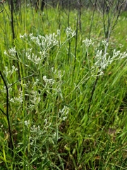 Eupatorium leucolepis