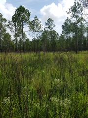 Eupatorium leucolepis